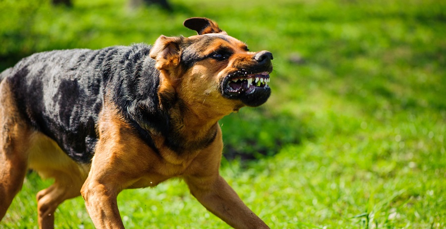 Dog-bite injury risk ‘likely’ under employment conditions