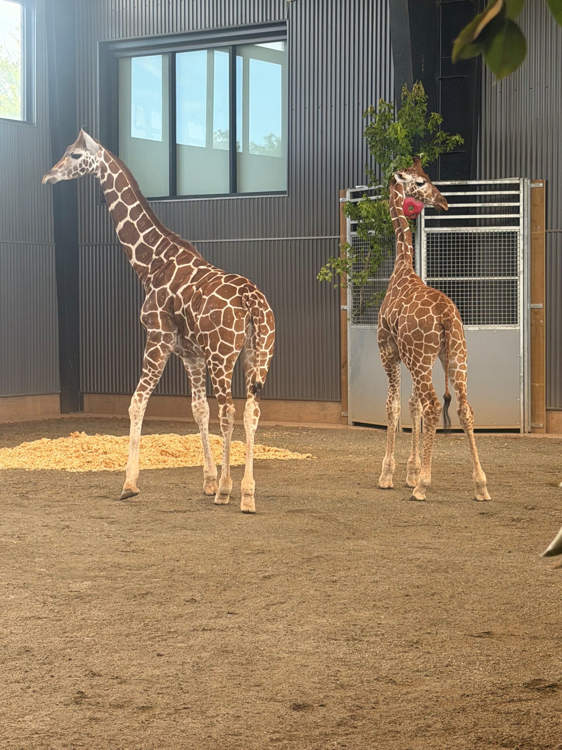 Virginia AG’s office locates baby giraffes missing from zoo - Virginia Lawyers Weekly